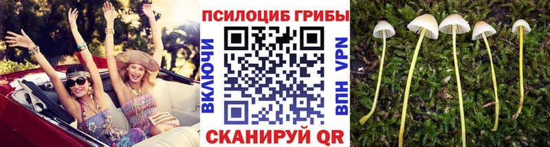 Псилоцибиновые грибы GOLDEN TEACHER Кедровый